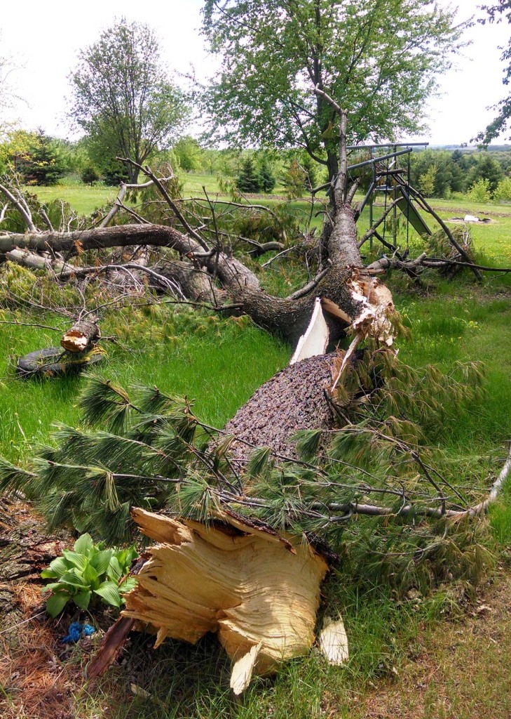 Storm Damage Cleanup, Tree Removal Eau Claire | Tree Savvy