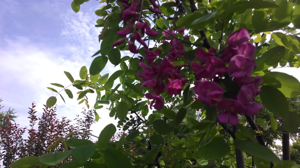 johns 205 Tree Savvy